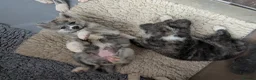 Japanese Akita Inu dogs for sale: Akita puppies pedigree for forever loving homes - Advert 16
