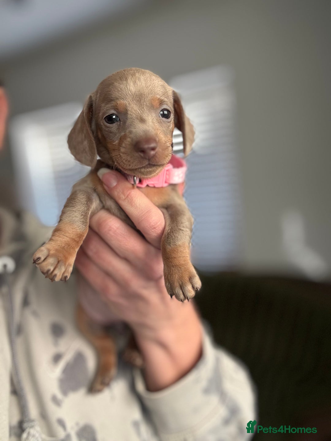 Miniature Dachshund dogs for sale: Beautiful miniature dachshund puppies - Advert 10