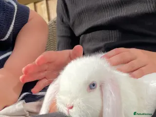 Mini Lop rabbits Adorable Mini Lops - Advert 1