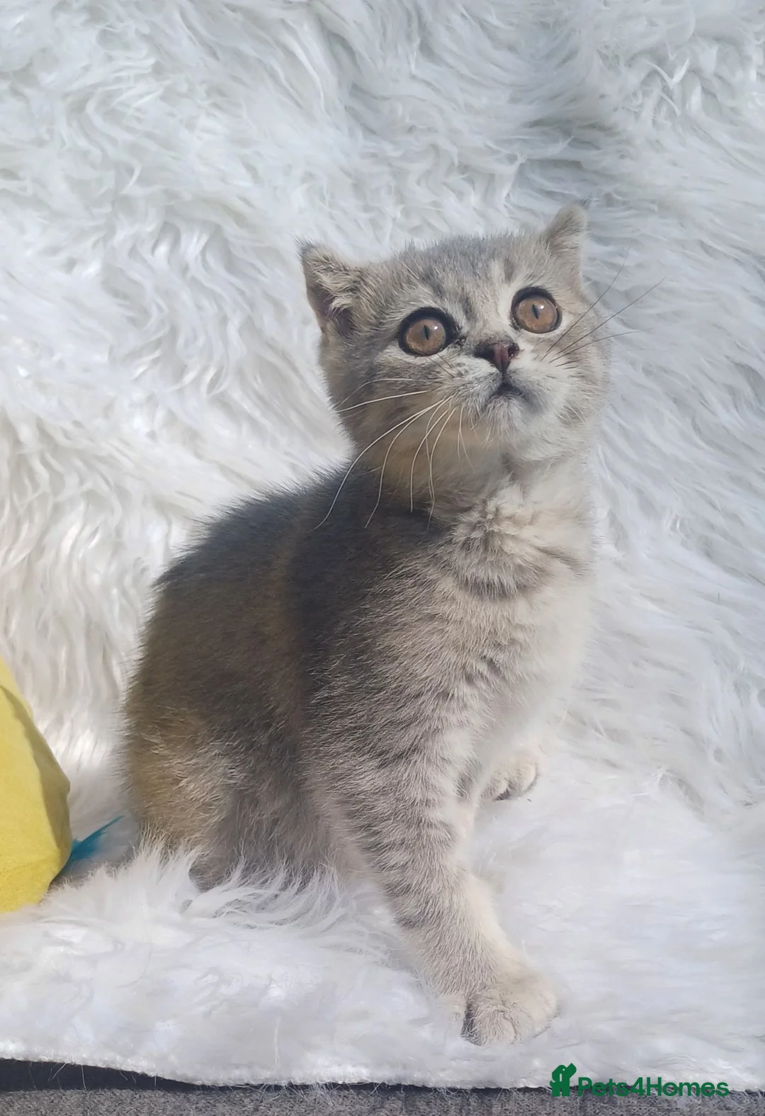 British Shorthair cats for sale: TICA loving Scottish Kittens  - Advert 1