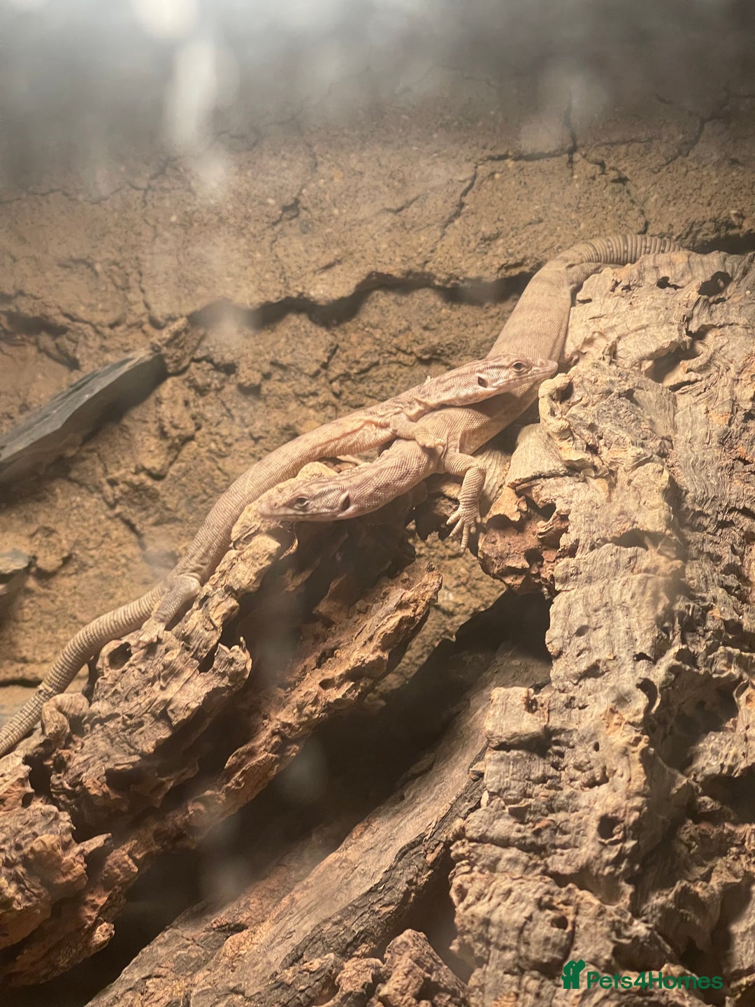 Monitor reptiles for sale: Black-Headed Monitors & Pigmy Mulga Monitors - Advert 6