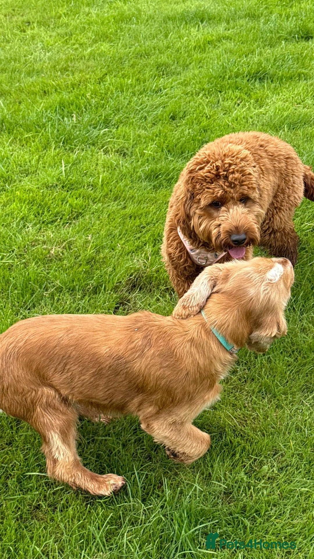 Cocker Spaniel dogs for stud: Honey - Advert 7