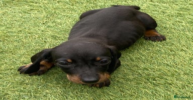 Dachshund dogs - Advert 4