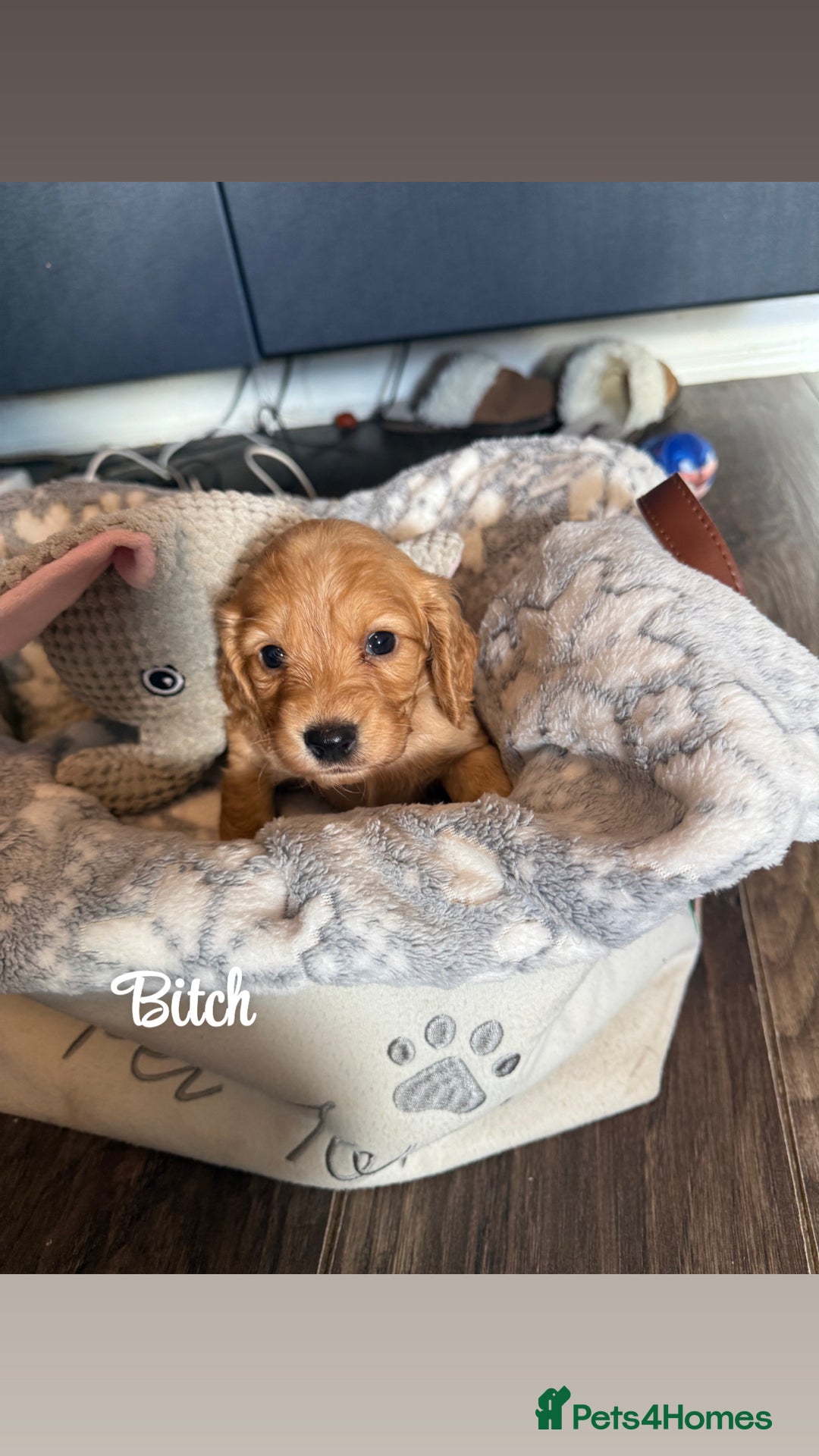 Cockapoo dogs for sale: Beautiful litter of cockapoos  - Image 14