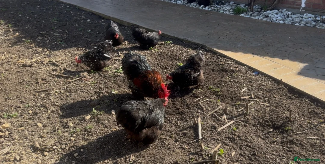 Chickens poultry for sale: Healthy Chickens for Sale – Great Egg Layers 🐔🥚 in Romford - Advert 1