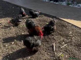 Chickens poultry Healthy Chickens for Sale – Great Egg Layers 🐔🥚 - Advert 5