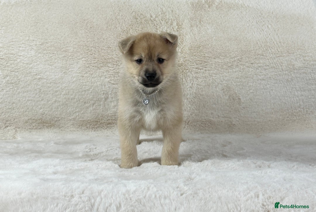 Pomsky dogs for sale: Stunning blue eyes F3 Pomsky puppies for sale  - Image 26