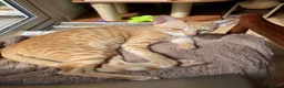 Mixed Breed cats for sale: Chatty ginger spotted playful kitten - Advert 4