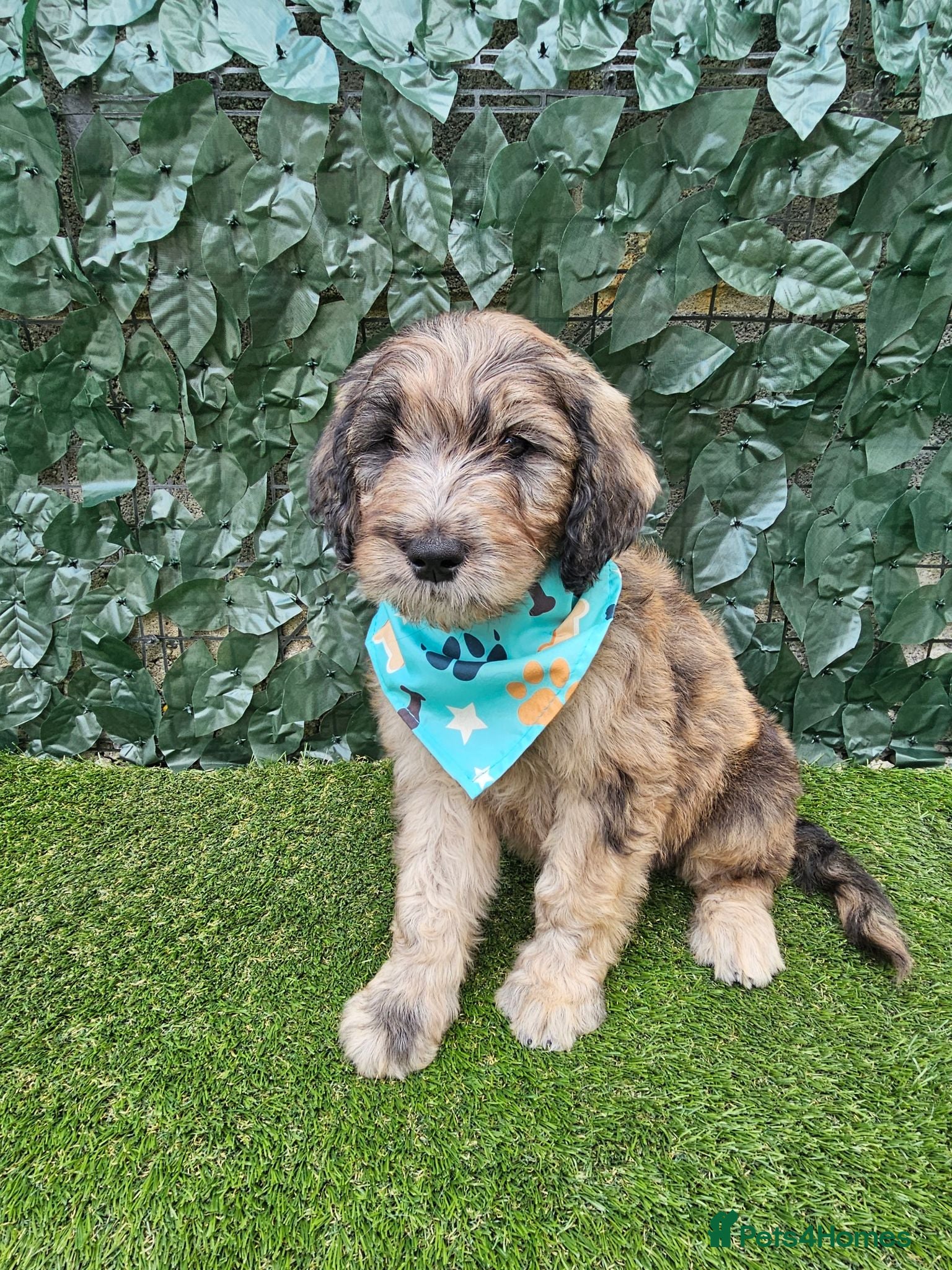 Goldendoodle dogs Beautiful f1 Goldendoodles  - Advert 2