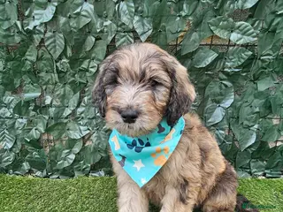 Goldendoodle dogs Beautiful f1 Goldendoodles - Advert 2