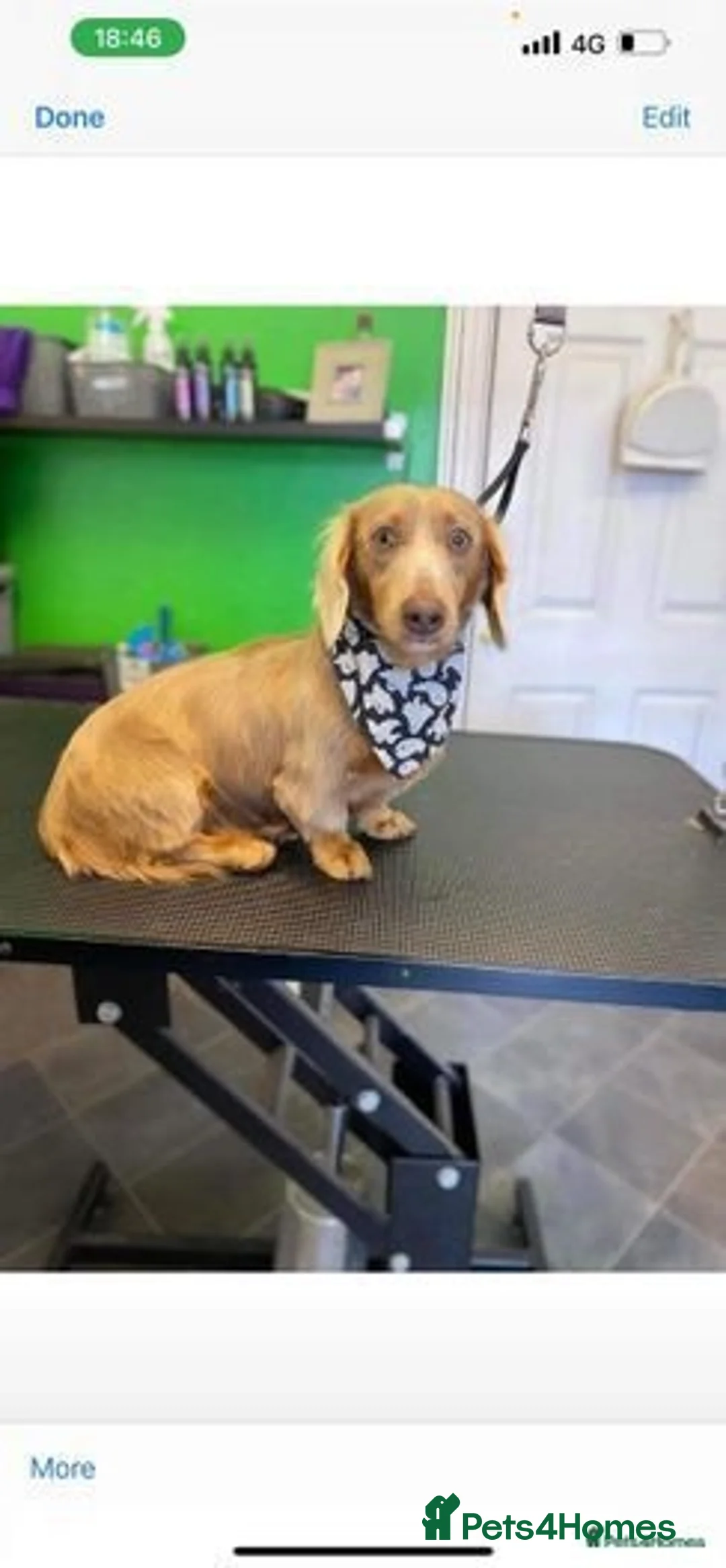 Miniature Dachshund dogs for stud: Kc miniature long haired  in Scunthorpe - Advert 2