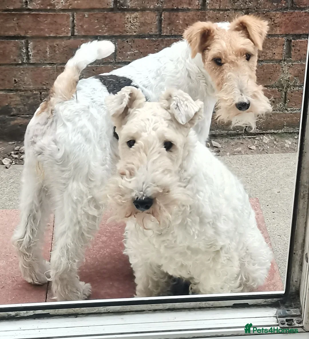 Fox Terrier dogs for sale: Beautiful young female Wire Fox Terrier available. - Advert 3
