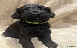 Mixed Breed dogs for sale: Springer Schnoodle puppies  - Advert 13