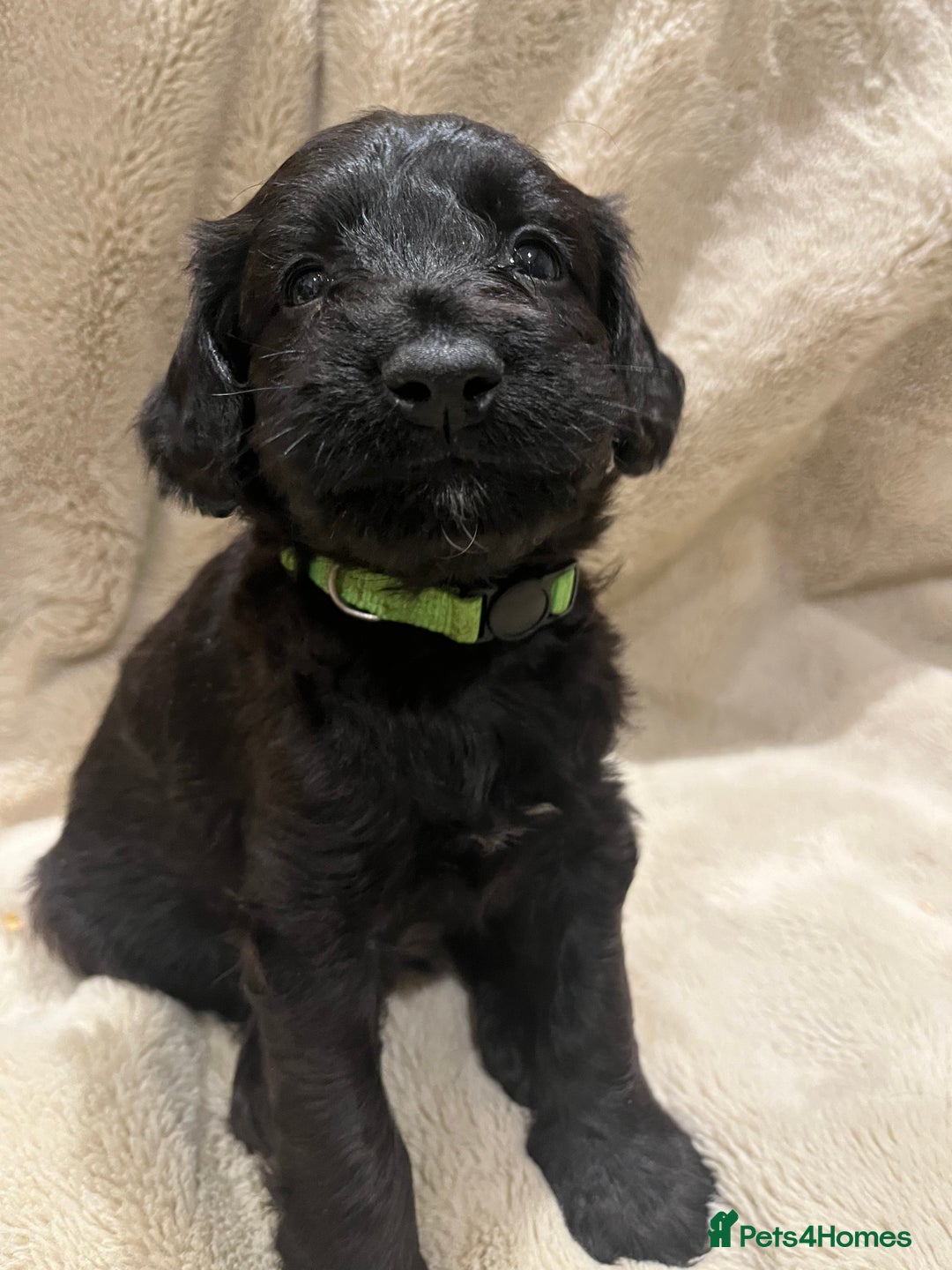 Mixed Breed dogs for sale: Springer Schnoodle puppies  - Advert 13