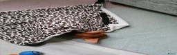 Abyssinian cats for sale: Abyssinian BOY & Looking for His Forever Family - Advert 6