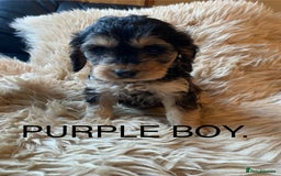 Cockapoo dogs for sale: F1 SABLE COCKAPOOS. - Image 8