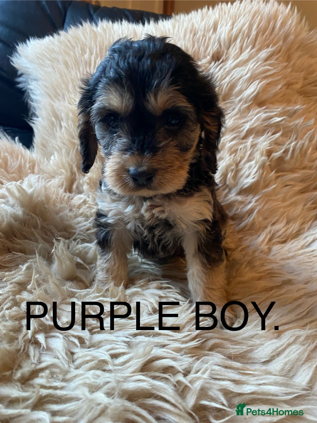 Cockapoo dogs for sale: F1 SABLE COCKAPOOS. - Image 8