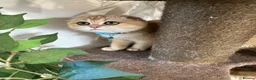 Scottish Fold cats for sale: Champion BL Stunning Scottish kittens  - Advert 22