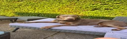 Labrador Retriever dogs for sale: Luna - Silver Labrador in Worksop - Advert 1