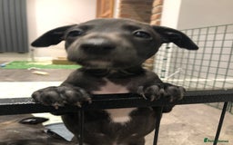 Italian Greyhound dogs for sale: 3/4 Italian greyhound 1/4 whippet puppies - Image 9