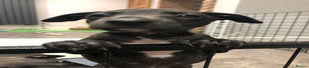 Italian Greyhound Puppy 1 (Wally)