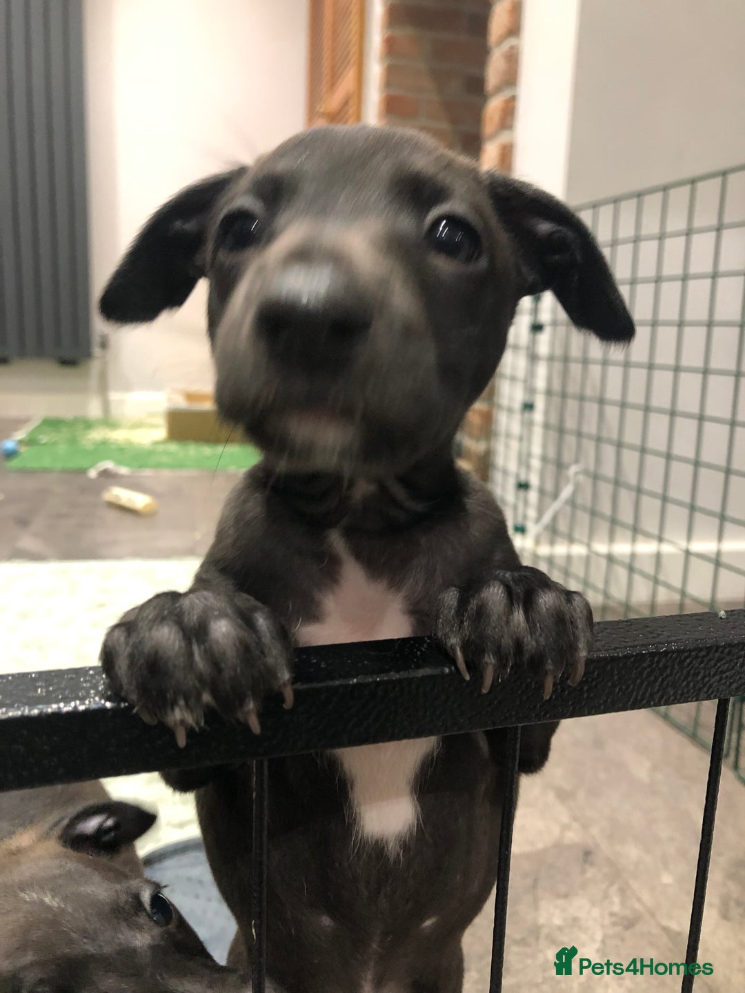 Italian Greyhound dogs for sale: 3/4 Italian greyhound 1/4 whippet puppies - Image 9