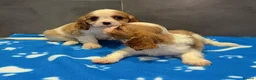 Cavalier King Charles Spaniel dogs for sale: 🐶King Charles cavalier puppy’s ⭐️⭐️⭐️⭐️⭐️ - Advert 18