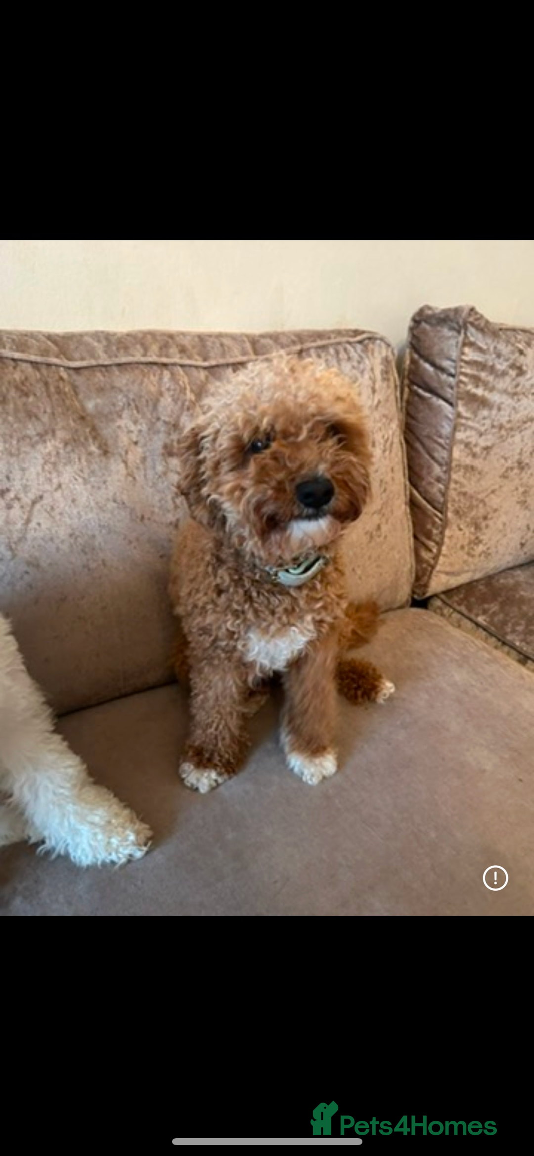 Cavapoochon dogs for sale: 2x Cavapoochon girls must go together  - Image 5