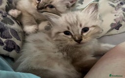 Ragdoll cats for sale: Rehoming wonderful lynx Ragdoll (she’s not £1000!) - Image 6