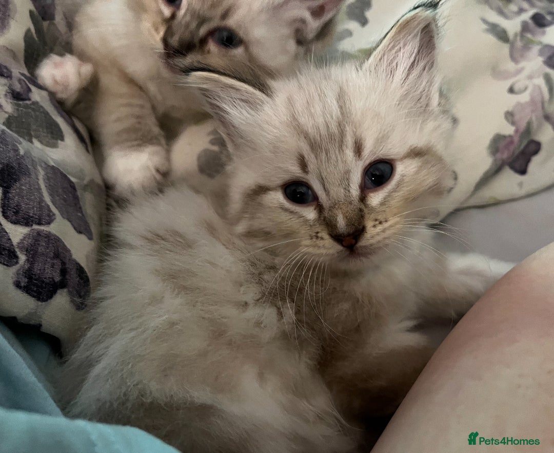 Ragdoll cats for sale: Rehoming wonderful lynx Ragdoll (she’s not £1000!) - Image 6