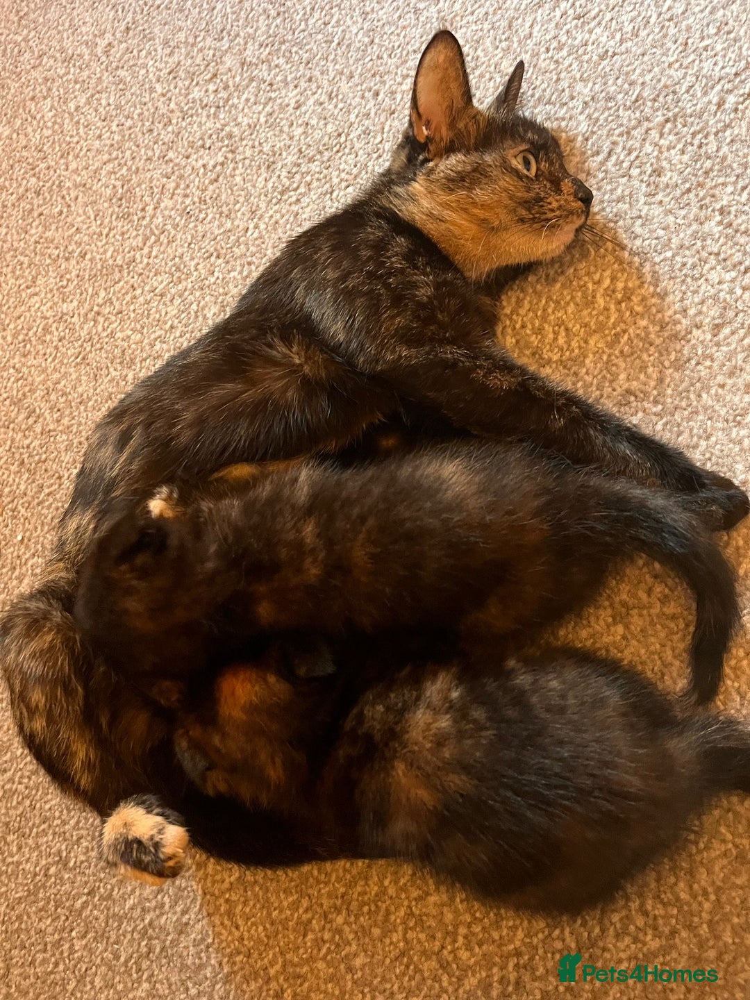 Scottish Fold cats for sale: Affordable colour fold kittens  - Advert 7