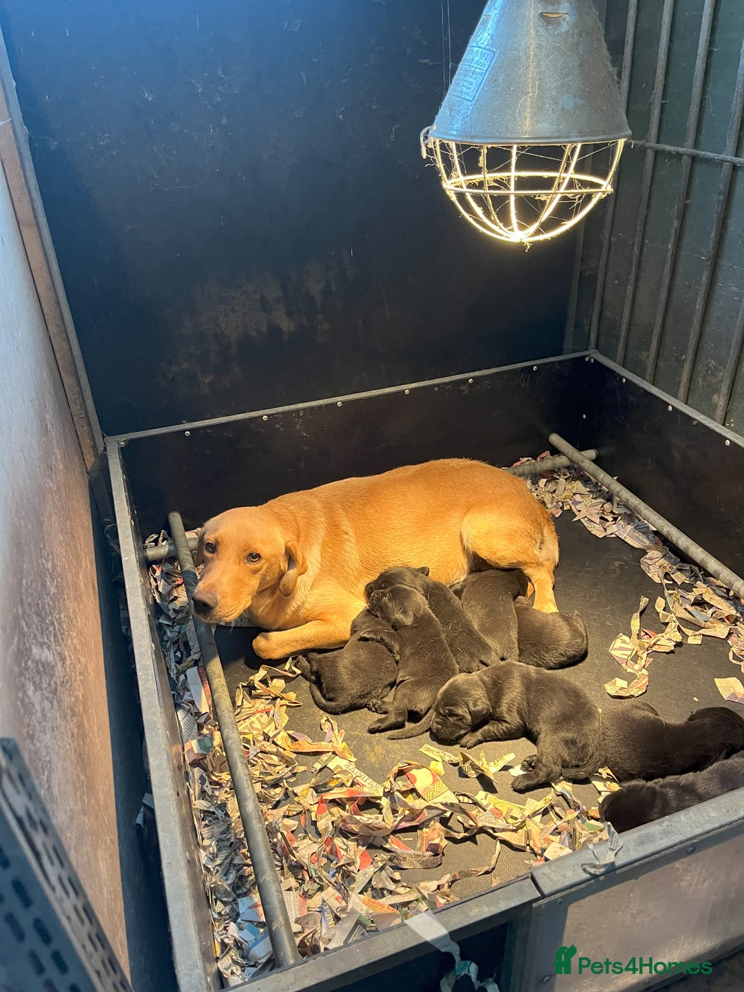Labrador Retriever dogs for sale: proper working Labradors  - Image 3