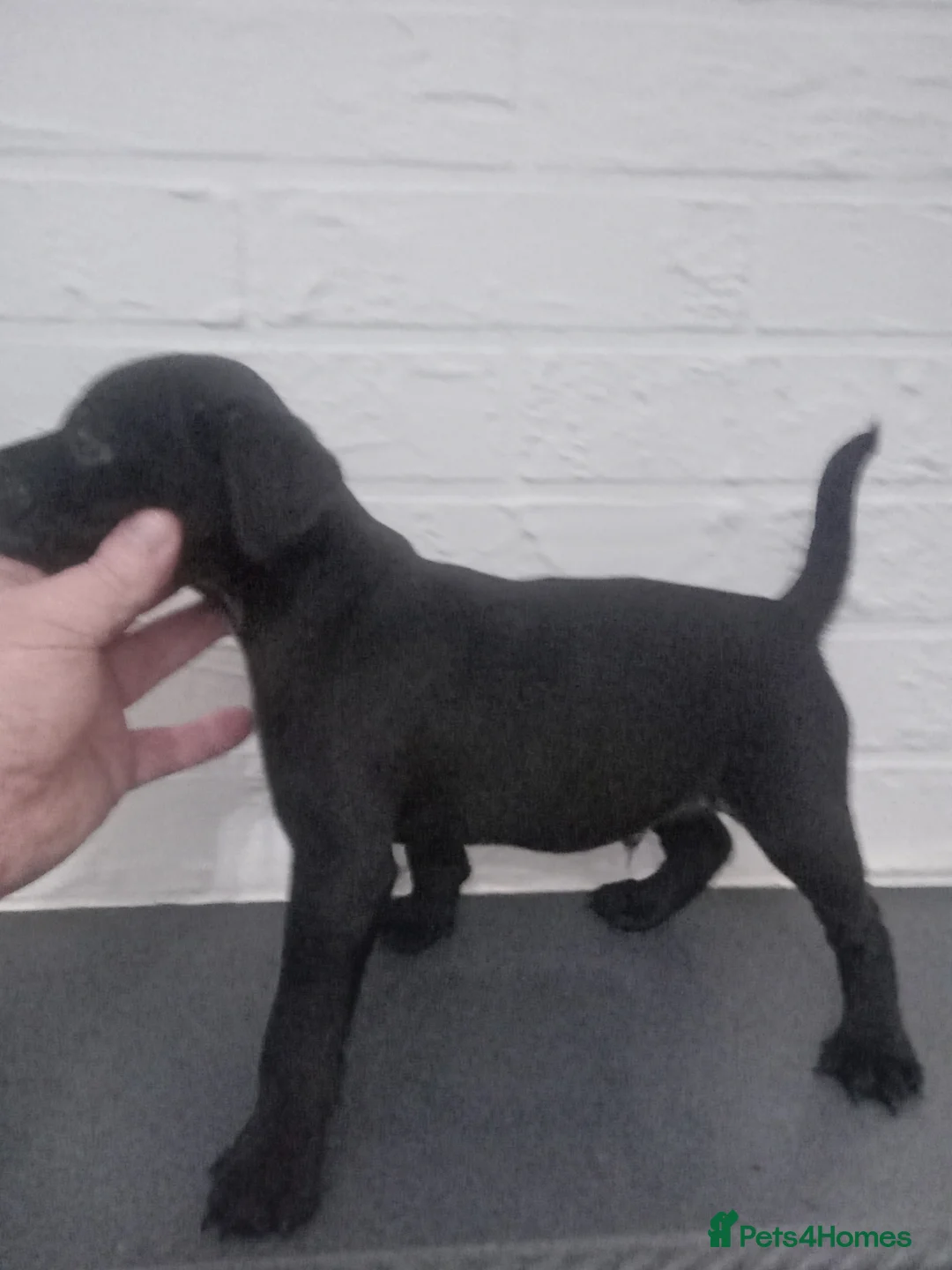 Patterdale Terrier dogs for sale: PATTERDALE PUPS FOR SALE READDY NOW  in Birkenhead - Advert 17