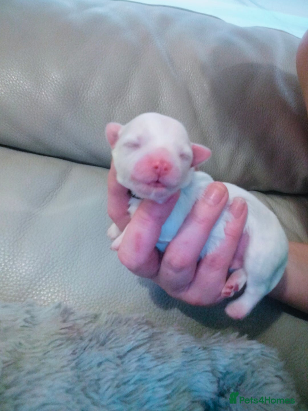 Maltese dogs for sale: Beautiful Maltese Puppies Hypoallergenic  - Advert 2