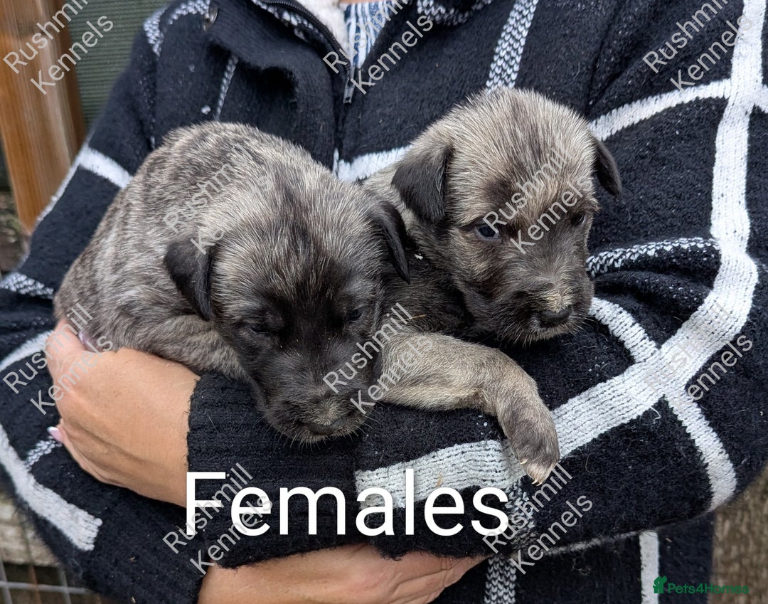 Deerhound dogs for sale: Deerhound/Wolfhound pups - Advert 8