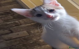 Norwegian Forest Cat cats for sale: Cross Norwegian forest cats - Image 1