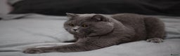 British Shorthair cats for stud: Active Reg.GCCF Quality Boy For STUD ONLY.CCTV24/7 in Manchester - Advert 7