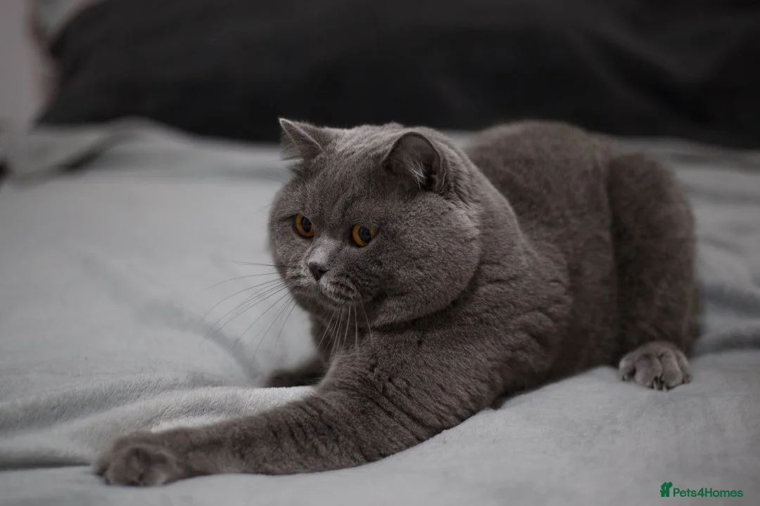 British Shorthair cats for stud: Active Reg.GCCF Quality Boy For STUD ONLY.CCTV24/7 in Manchester - Advert 7