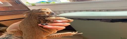 Bearded Dragon reptiles for sale: 2 male bearded dragons  - Advert 4