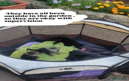 Bombay cats for sale: 4 adorable kittens for sale mixed breed litter ⁠♡ - Image 9