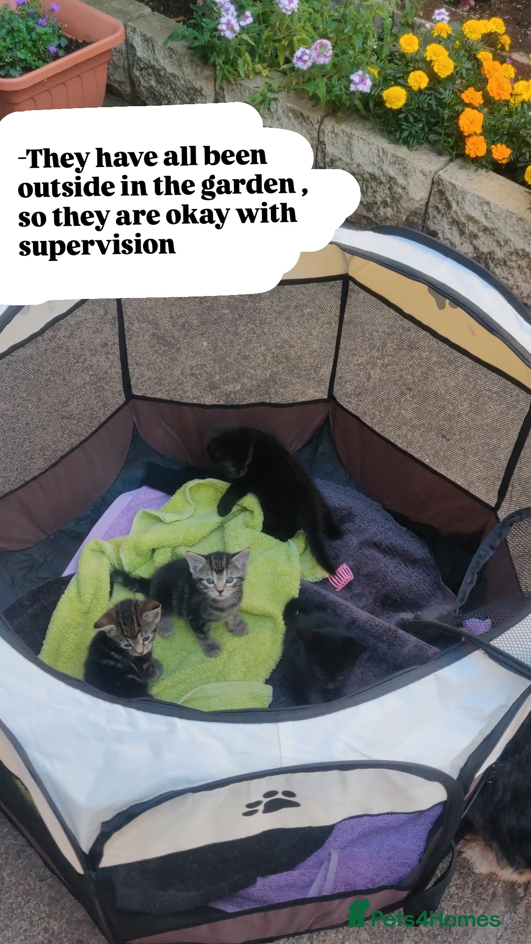 Bombay cats for sale: 4 adorable kittens for sale mixed breed litter ⁠♡ - Image 9