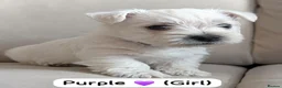 West Highland Terrier dogs for sale: Beautiful West Highland White Terrier (Westies) in Milford Haven - Advert 2