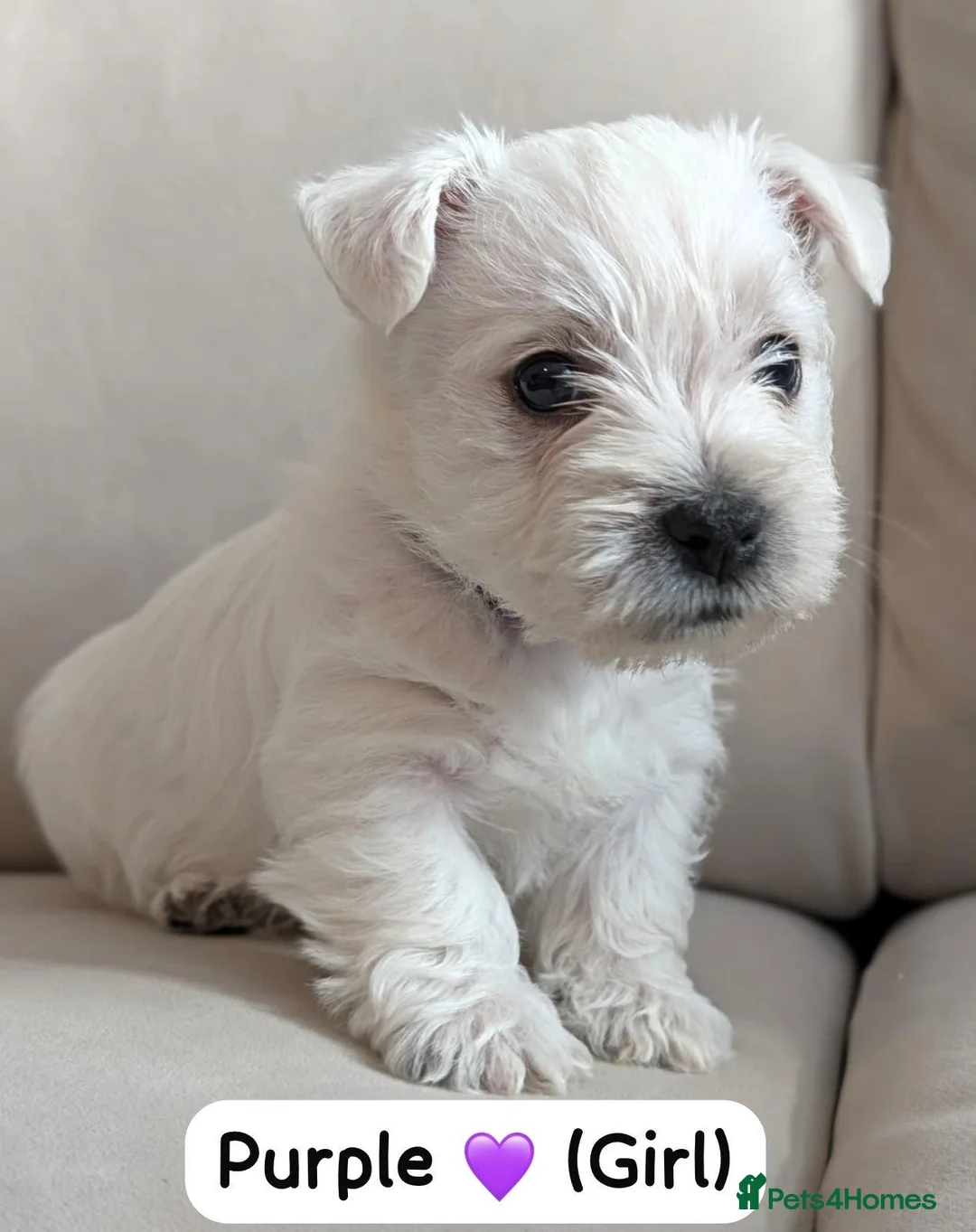 West Highland Terrier dogs for sale: Beautiful West Highland White Terrier (Westies) in Milford Haven - Advert 2