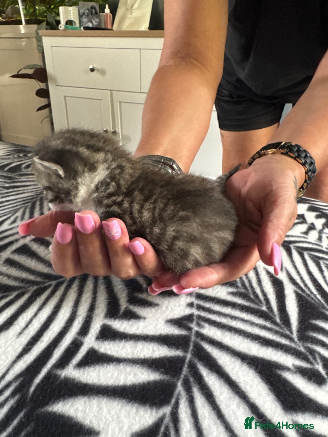 Mixed Breed cats for sale: kittens for sale!  - Image 7