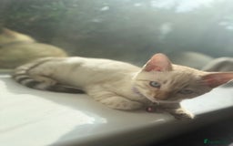 Bengal cats for sale: Snow Lynx Bengal Kittens - Image 25