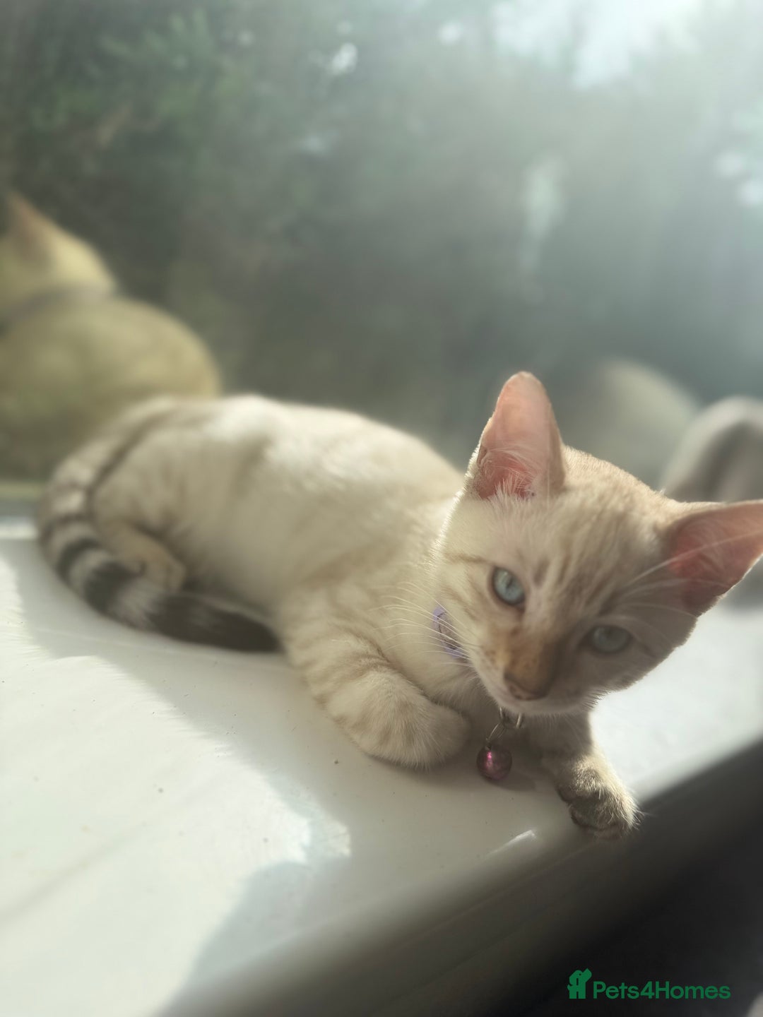 Bengal cats for sale: Snow Lynx Bengal Kittens - Image 25