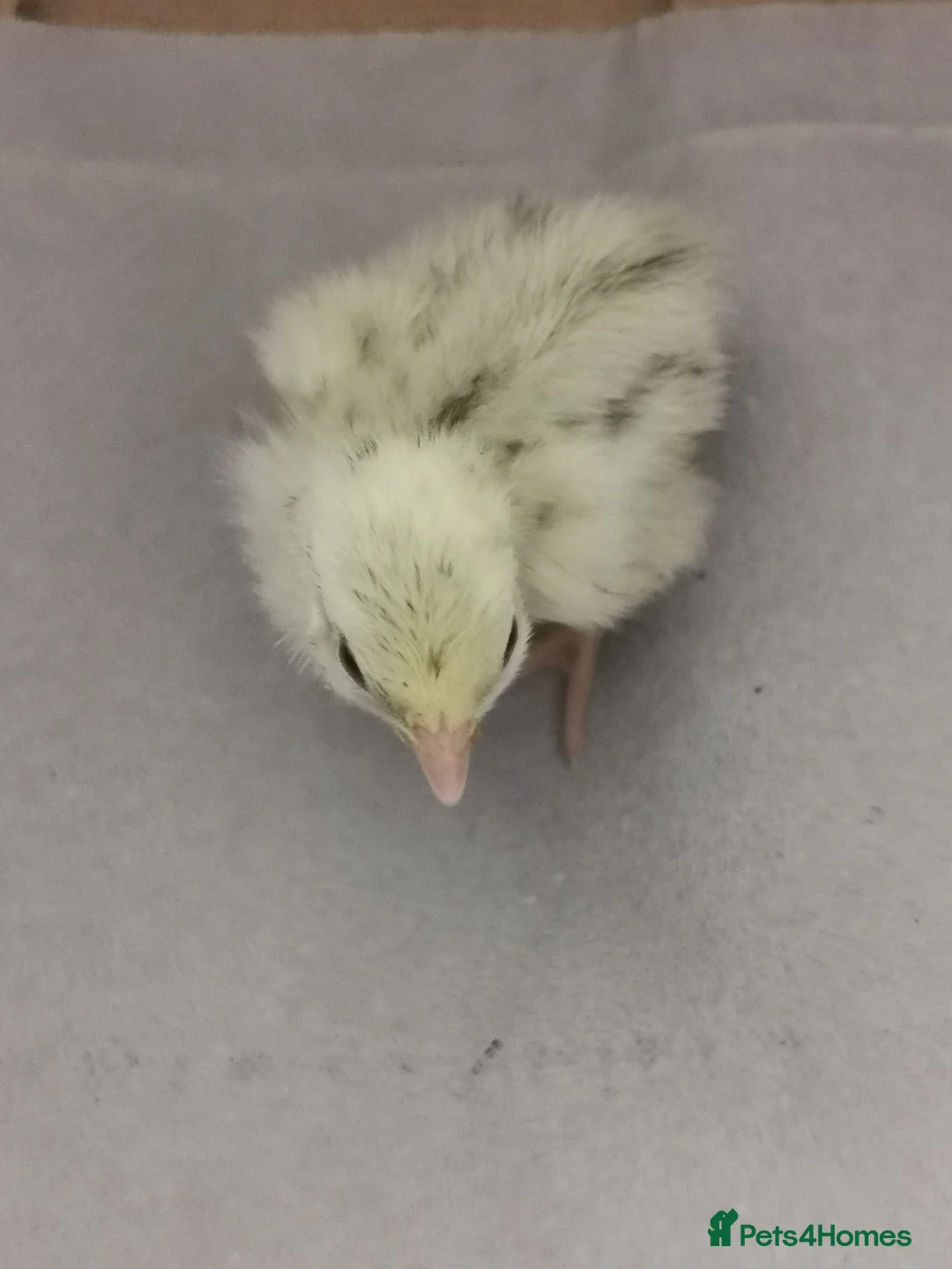 Quail poultry for sale: Mixed Coturnix Quail chicks - Advert 24