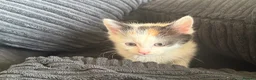 Mixed Breed cats for sale: 4 beautiful kittens ready to leave 🐈‍⬛ - Advert 4