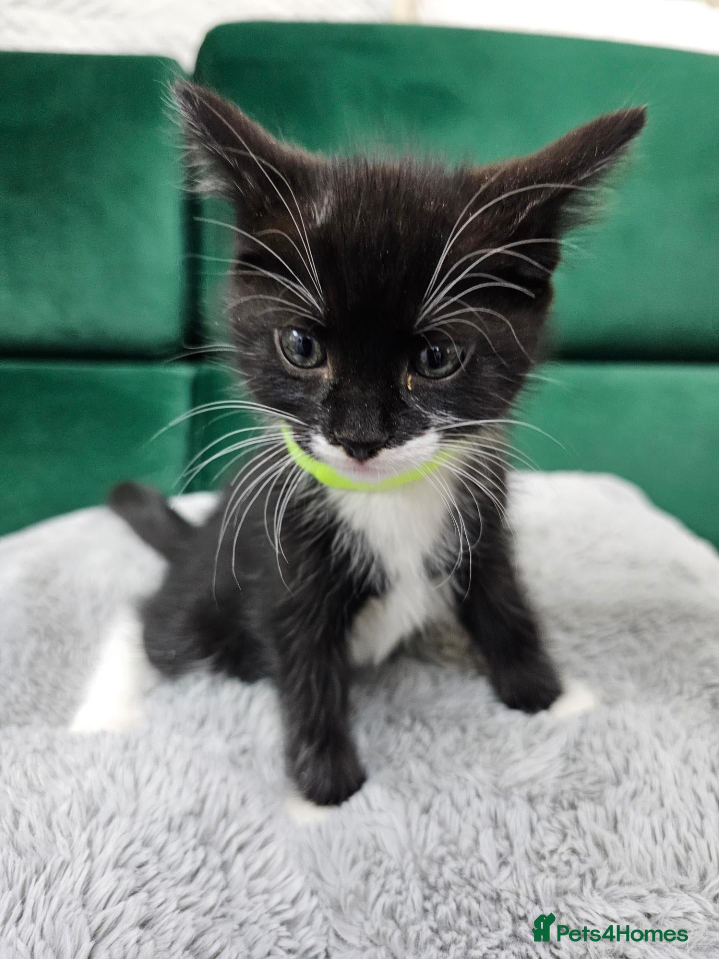 Mixed Breed cats Kittens for sale  - Advert 9