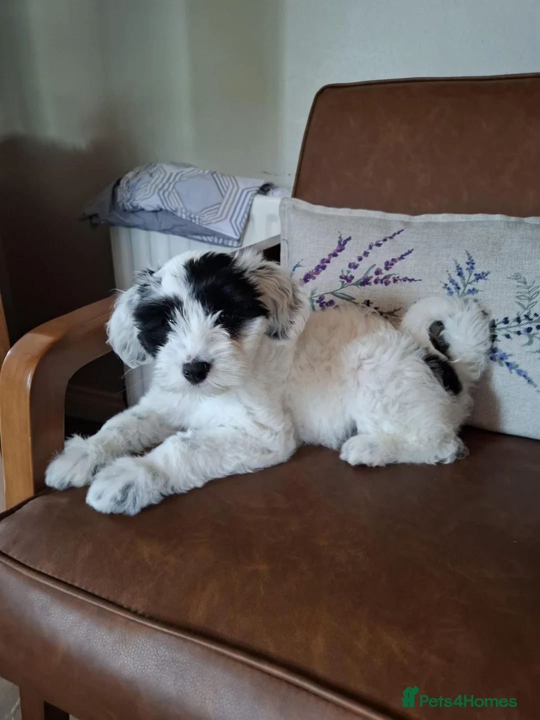 Tibetan Terrier dogs for sale: KC registered Tibetan Terrier's - Advert 2